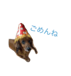 犬の日常生活スタンプ（個別スタンプ：11）