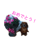 犬の日常生活スタンプ（個別スタンプ：12）