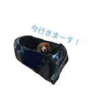 犬の日常生活スタンプ（個別スタンプ：13）