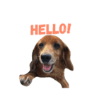 犬の日常生活スタンプ（個別スタンプ：14）