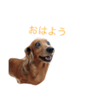犬の日常生活スタンプ（個別スタンプ：16）