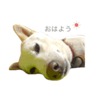 柴犬の家族（個別スタンプ：1）