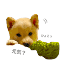 柴犬の家族（個別スタンプ：2）