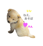 柴犬の家族（個別スタンプ：3）