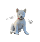 柴犬の家族（個別スタンプ：4）