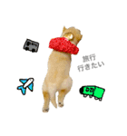 柴犬の家族（個別スタンプ：5）