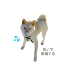 柴犬の家族（個別スタンプ：6）