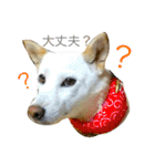 柴犬の家族（個別スタンプ：7）