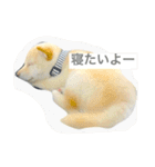 柴犬の家族（個別スタンプ：8）