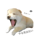 柴犬の家族（個別スタンプ：9）