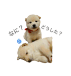柴犬の家族（個別スタンプ：10）