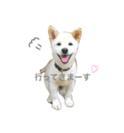 柴犬の家族（個別スタンプ：12）