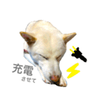 柴犬の家族（個別スタンプ：13）