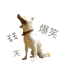 柴犬の家族（個別スタンプ：14）