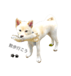 柴犬の家族（個別スタンプ：15）