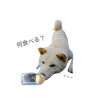 柴犬の家族（個別スタンプ：16）