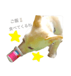 柴犬の家族（個別スタンプ：17）