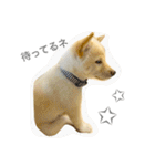 柴犬の家族（個別スタンプ：18）