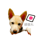 柴犬の家族（個別スタンプ：19）