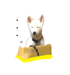 柴犬の家族（個別スタンプ：20）