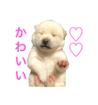 柴犬の家族（個別スタンプ：21）