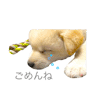 柴犬の家族（個別スタンプ：22）