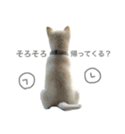 柴犬の家族（個別スタンプ：24）