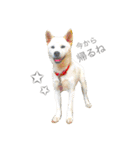 柴犬の家族（個別スタンプ：25）