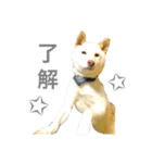 柴犬の家族（個別スタンプ：26）