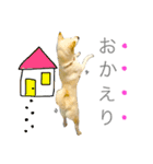 柴犬の家族（個別スタンプ：27）