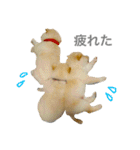 柴犬の家族（個別スタンプ：29）