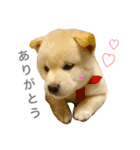 柴犬の家族（個別スタンプ：31）