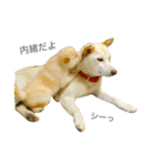 柴犬の家族（個別スタンプ：32）