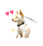 柴犬の家族（個別スタンプ：33）