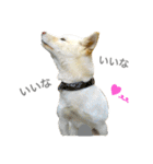 柴犬の家族（個別スタンプ：34）