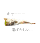 柴犬の家族（個別スタンプ：36）