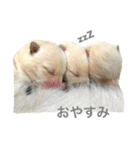 柴犬の家族（個別スタンプ：37）