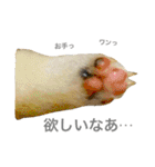柴犬の家族（個別スタンプ：38）