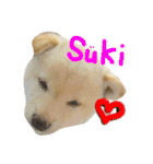 柴犬の家族（個別スタンプ：39）