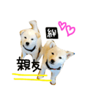 柴犬の家族（個別スタンプ：40）