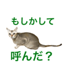 シンガプーラ  ゆきち（個別スタンプ：4）