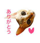 シンガプーラ  ゆきち（個別スタンプ：10）