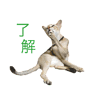 シンガプーラ  ゆきち（個別スタンプ：11）