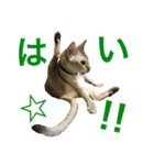 シンガプーラ  ゆきち（個別スタンプ：13）