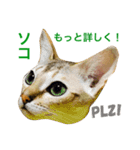 シンガプーラ  ゆきち（個別スタンプ：14）