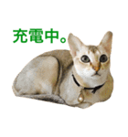 シンガプーラ  ゆきち（個別スタンプ：15）