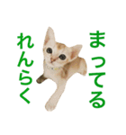シンガプーラ  ゆきち（個別スタンプ：20）