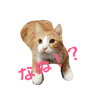 茶トラ猫のレオさん（個別スタンプ：1）