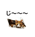 茶トラ猫のレオさん（個別スタンプ：3）