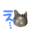茶トラ猫のレオさん（個別スタンプ：4）